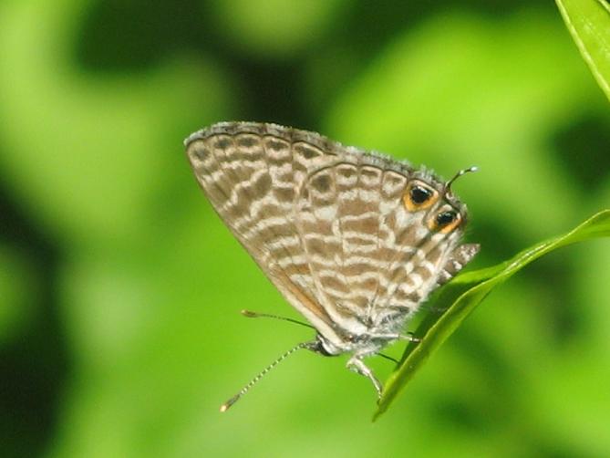 Leptotes pirithous